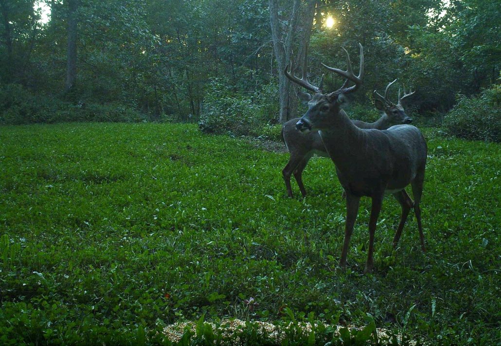 deer camera